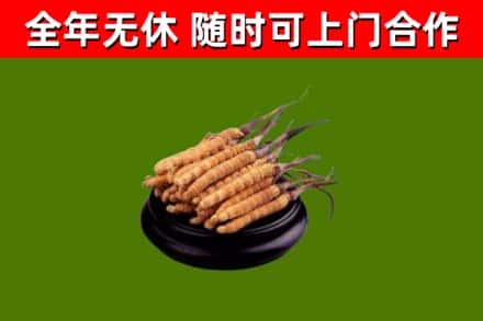 金山烟酒回收冬虫夏草.jpg